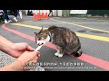 猴硐貓村散步 ~ 新北市瑞芳區 houtong cat village