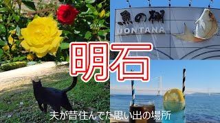 地元の人に愛される明石名物玉子焼の名店／思い出のデート場所／明石海峡大橋を眺めながらティータイム