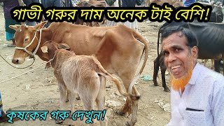 ৪০,, হাজার থেকে ১ লাখের মধ্যে সেরা গাভি ও বাছুর গরু দেখুন! বরমী বাজার হাট | cow prices inBangladesh