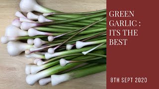 Green Garlic : the best and most under-appreciated crop of 2020