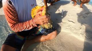 How to Clean Conch, catching and cooking