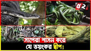 প্রতি বর্গমিটারে একটি সাপ বাস করে যেখানে! | Bayanno TV