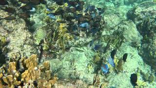 Mambo Beach Curacao Snorkel 2024