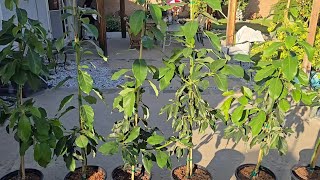 Training young avocado trees