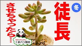 【多肉植物】冬に徒長させちゃったら…