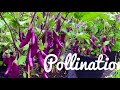 বেগুন বিলাস cooking in caravan দেশী বেগুনের উচ্চ ফলন bangladeshi eggplant in uk garden vlog 6