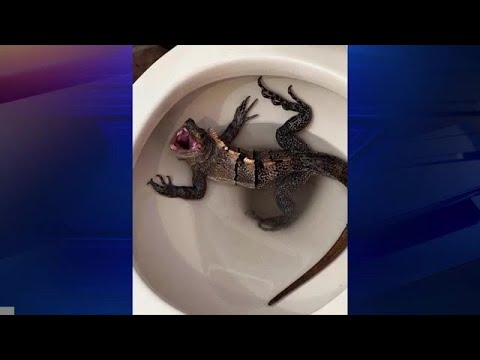 Surprise Florida Man Finds An Iguana In His Toilet 850 Wftl