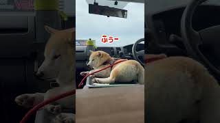 【車中泊】大きなため息をつく柴犬【shiba inu】#shorts #sibainu