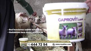 Kuzular için B vitamini takviyesi Caprovit Lamb / Royal İlaç