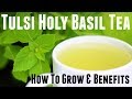 Holy Basil Tulsi Tea - How to Grow & Life Changing Health Benefits