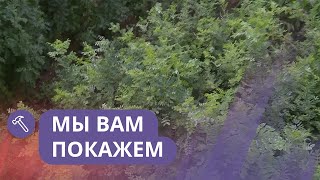 Мы вам покажем: Растения для озеленения города