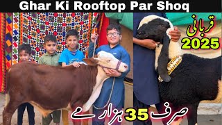 Rooftop Par Qurbani 2025 Ka Har Janwer Par Offer Laga Di 🔥 | Gulabi Goats || Bakra Mandi