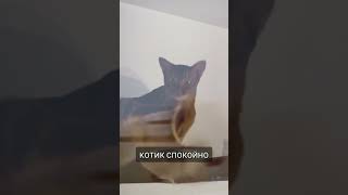 Кот словил ШОК от белки летяги