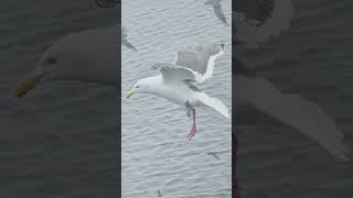 🐦【鳥図鑑】🐦オオセグロカモメ（232-6）Slaty-backed gull