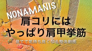 肩コリにはやっぱり肩甲挙筋！【見てて気持ち良くなる整体動画】ホットペッパービューティー掲載中