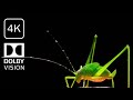 4K Insect LIFE   Relaxing ambient music and basic nuances of the insect world in 4K ULTRA HD