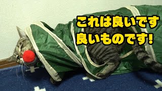 ダイソーのキャットトンネルを買ってきたので猫に楽しんでもらったら激的にカワイイシーンの連続になった