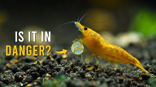 Do Aquarium Shrimp REALLY Eat Fish Eggs? Here's What You Need To Know!