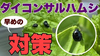 【大根】ニラで効く？ボロボロになる前の対策230915