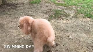 #vlog01  A Day In Life Of A Poodle🐩 | Swimming Day