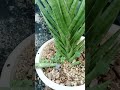 sansevieria francisii ลิ้นมังกรขนเม่น sansevieria snakeplant dracaena ไม้ฟอกอากาศ