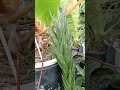 sansevieria francisii ลิ้นมังกรขนเม่น sansevieria snakeplant dracaena ไม้ฟอกอากาศ