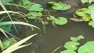 Snapping Turtle Chase