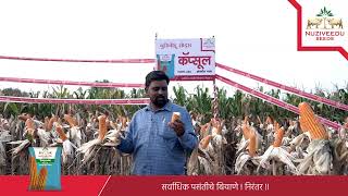 Aurangabad Farmer Reviews NMH-4786 NSL Capsule Hybrid Maize Seeds