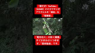 【ASMR】オオカマキリがアマガエルを「捕食」＆「咀嚼音 #sdgs #咀嚼音 #asmr #昆虫 #オオカマキリ#アマガエル