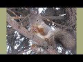 Белка греет лапы на ладони a squirrel warms its paws in the palm of its hand 松鼠用手掌温暖爪子