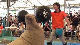 セイウチパフォーマンスタイムTOBAリンピックVersion@鳥羽水族館