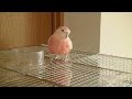 やけに鳴くアキクサインコ