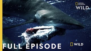 Shark vs. Tuna (Full Episode) | National Geographic