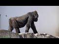 feb 2021 chiba zoo gorilla rola enjoys eating green grass