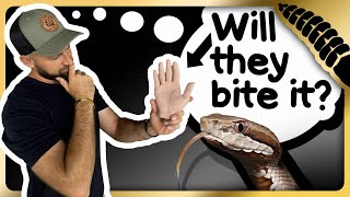 Fake Hand Experiment - Will They Bite It?