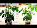 Schefflera Amate Part 01 | Plant Vlog 078