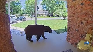 Bear sightings continue across Hampton Roads