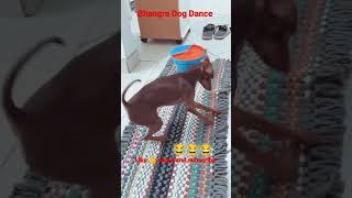 Dog bhangra dance status video l funny 🤣 video #shortfeed #ytshorts #shorts