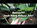 Beneran??? Tanaman Janda Bolong Ratusan Juta?