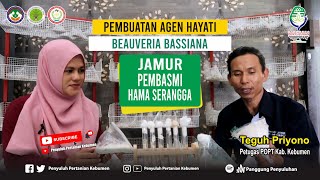 Cara AMPUH Basmi Hama Serangga dengan Beauveria bassiana Bersama Teguh Priyono