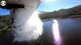 WEB EXTRA: Aerial Fish Stocking in Utah