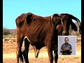 Namibia to face drought once again -NBC