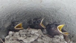 ツバメのヒナ 餌やり