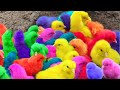 Tangkap Ayam Lucu, Ayam Warna Warni, Ayam Rainbow, Bebek Angsa, Ikan Hias, Hamster, Kelinci Kura