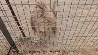 ❤️Львы бегут со всех лап. И любимка Марсель.  #lions #animals #тайган