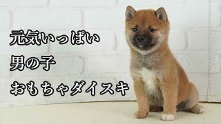 【豆柴】子犬　11/19　男の子♂　摂州宝山荘　mameshiba dog Puppy （mame shiba inu)