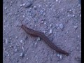 great grey slug moving on path