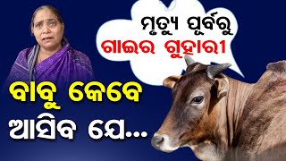 ମୃତ୍ୟୁ ପୂର୍ବରୁ ଗାଇର ଗୁହାରୀ...ପଥର ବି କାନ୍ଦିବ | Helpless Animals Lament Human Neglect |Cattle Care |OR