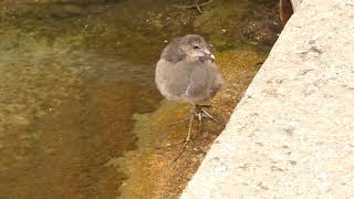 Young Moorhens at the boat platform