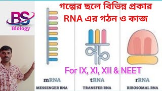 বিভিন্ন প্রকার RNA এর গঠন ও কাজ (#RNA - types,Structure and function)